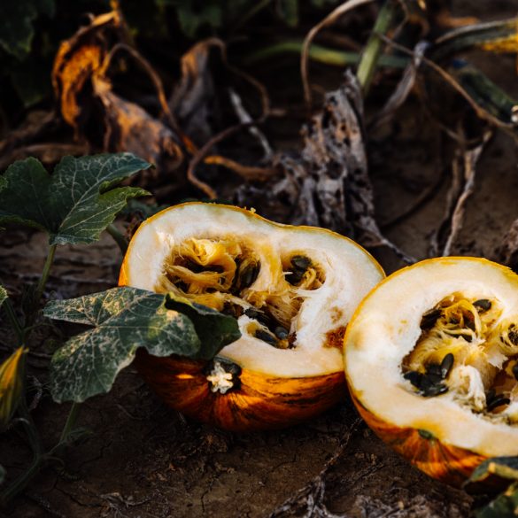 Einfache Vanillesauce ohne Ei - Alle Rezepte - Klara`s Life Einfache Vanillesauce ohne Ei - Alle Rezepte - Klara`s Life